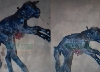 Bono Region: Strange as Goat gives birth to kid with 6 legs and 2 heads