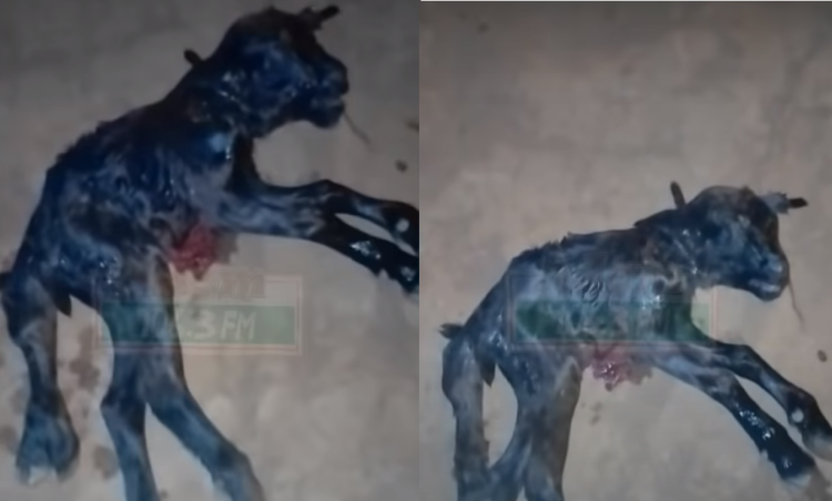 Bono Region: Strange as Goat gives birth to kid with 6 legs and 2 heads