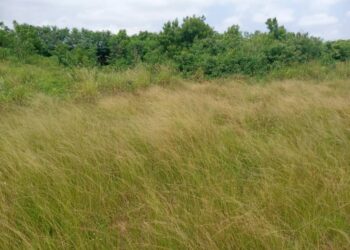 Kufuor’s Olympic Stadium abandoned