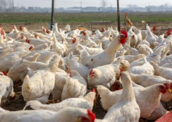 Bird Flu hits Accra, Central and Volta Regions