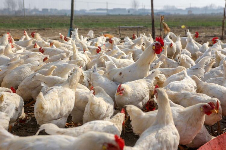 Bird Flu hits Accra, Central and Volta Regions