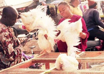 Economic hardship affecting our sales not bird flu – Fowl sellers lament
