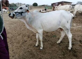 E/R Livestock prices drop as cattle market relocated to Kutoso – Fulani Chief