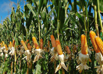 C/R: Twifo Wamaso Chief pledges 1000 bags of maize to support schools, poultry farmers