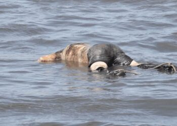 C/R: Assin Dompin COCOBOD Extension Officer found dead at Onwa river