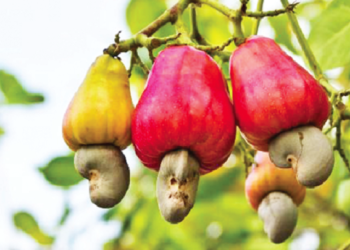 Cashew farmers lament poor pricing, call on govt to institute Cashew Board