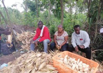 Afigya Kwabre District harvests over 100 acres of maize under NYA ‘Youth Livelihood farms’ project