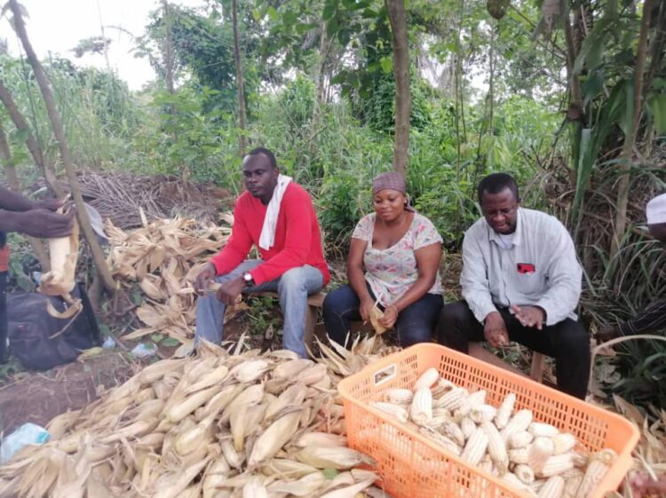 Afigya Kwabre District harvests over 100 acres of maize under NYA ‘Youth Livelihood farms’ project