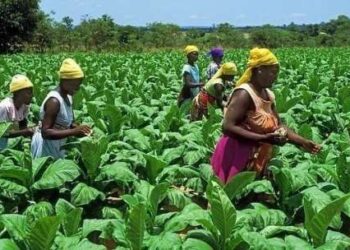 Cape Coast to host 37th National Farmers Day