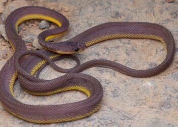 Snake rescues Girl, 15, from alleged kidnappers