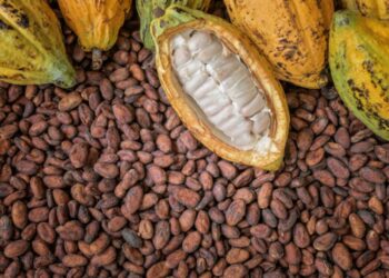 Cocoa produce buying price remains the same –  COCOBOD PRO