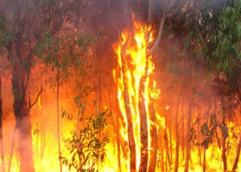 Kwahu South Forestry Commission sensitizes Public against perennial bushfires