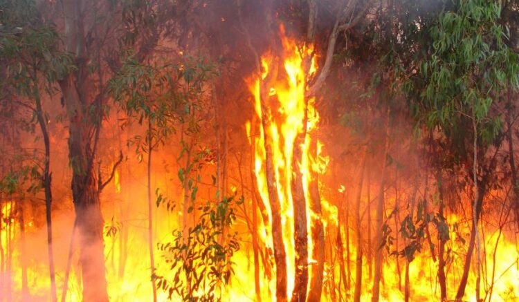 Kwahu South Forestry Commission sensitizes Public against perennial bushfires