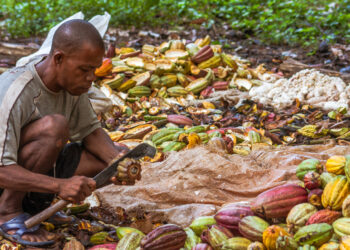 Cocoa Carriers Association Brouhaha: Cocobod Must Show Commitment – National Cocoa Farmers Association President