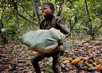 8 farmers arrested over child labour documentary – COCOBOD