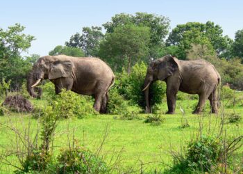 Lands Minister promotes Savannah region as must-see Eco-Tourism site