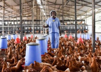Poultry farmers to increase prices as inputs go up over 200%