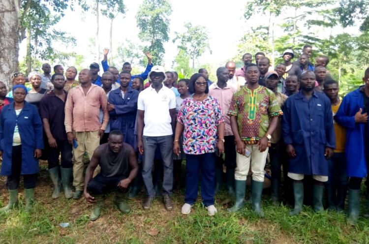 COCOBOD to distribute 140 million Hybrid Cocoa seedlings to Farmers