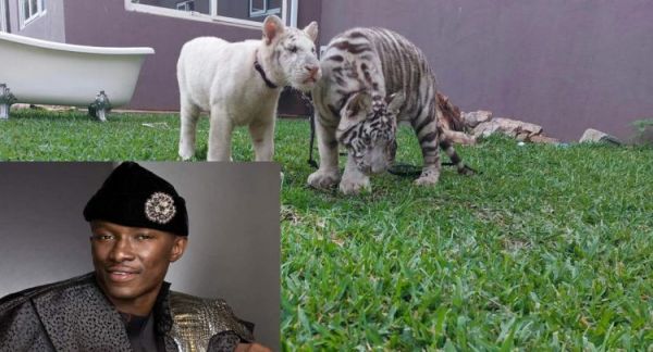 Police to relocate tigers found in residential facility