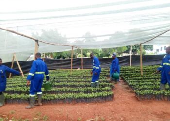 COCOBOD to promote coffee growing across the country