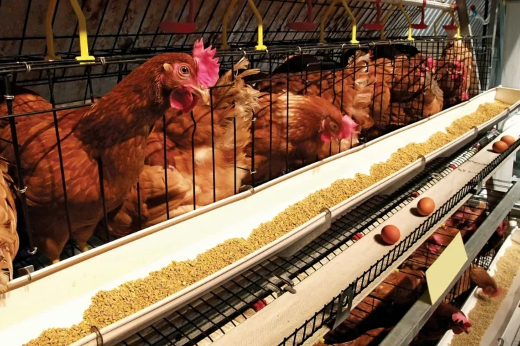 Exportation of maize, soya beans, others will collapse poultry industry – GNAPF