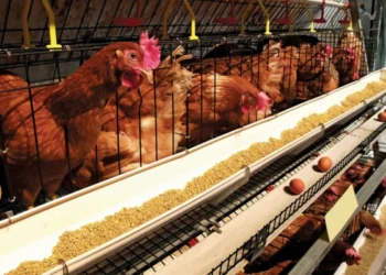Exportation of maize, soya beans, others will collapse poultry industry – GNAPF