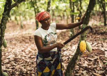 Renew Covid response project – Cocoa farmers appeal to GIZ-SMS