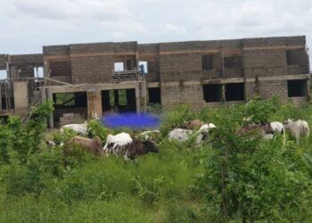 BE/R: Cattle take over Pru West Assembly block