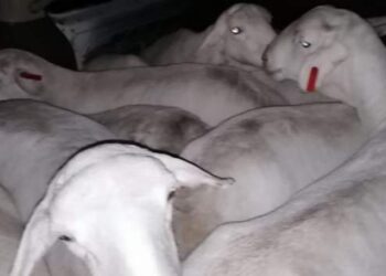 SA taxi out of fuel seized with ‘stolen sheep’