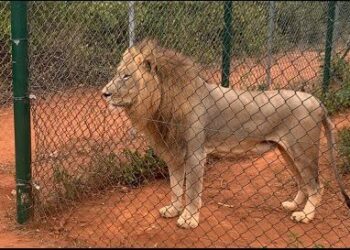 Lion kills man at Accra Zoo
