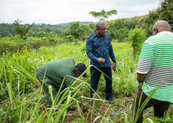 Over 5000 tree seedlings recovered and planted in Mampong District