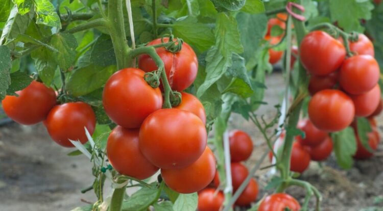 Complete abandoned tomato factory – Tuobodom Farmers to Govt