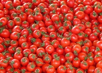 A/R: Tomatoes rot as merchants and growers lament low market demand