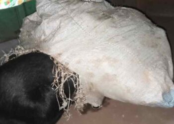 E/R: Chop bar operator arrested for allegedly stealing goats