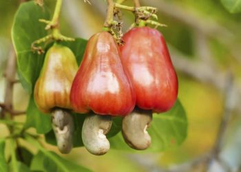 BE/R: High cost of farm inputs collapsing our business – Kintampo Cashew Farmers