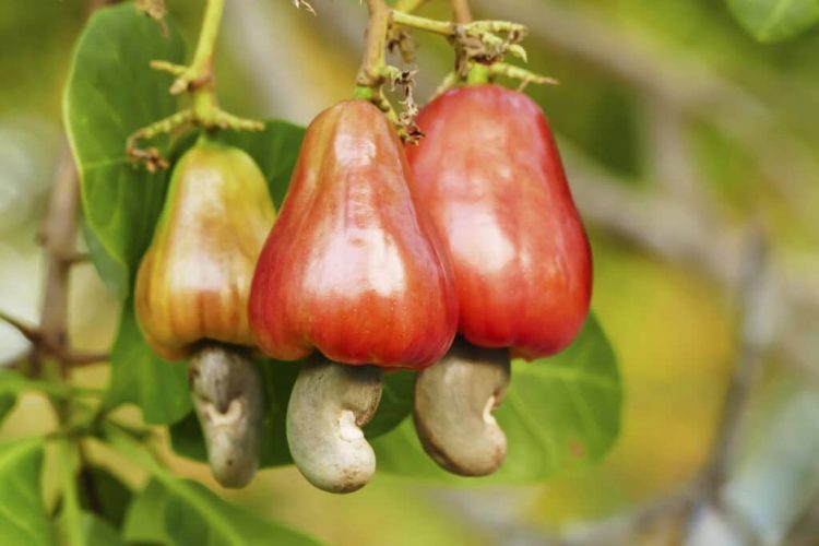 BE/R: High cost of farm inputs collapsing our business – Kintampo Cashew Farmers