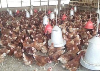No poultry farmer in Ghana can meet our demand – Papaye Group CEO