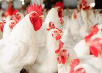 Chicken prices up as Christmas nears