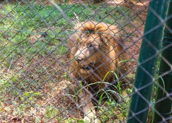 Lands Minister reopens Accra Zoo