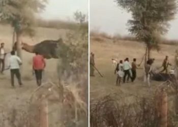 Camel bites off owner’s head