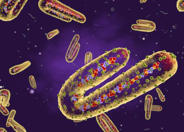 Equatorial Guinea confirms Marburg virus outbreak