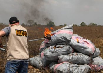 NACOC destroys 50 tonnes of marijuana worth GH¢50m
