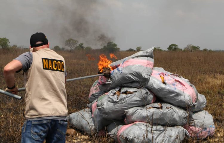 NACOC destroys 50 tonnes of marijuana worth GH¢50m