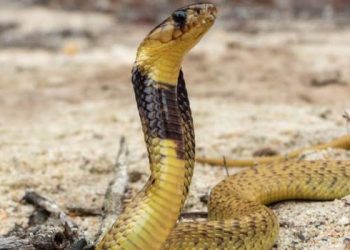 Pilot praised for safe landing after cobra scare mid-air