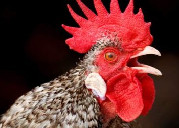 Rooster loses court battle over noise pollution