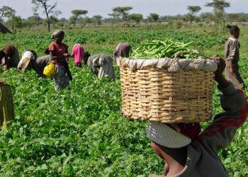 MoFA announces credit system for farmers