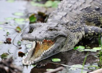Namibia to sell 40 crocodiles to reduce conflicts