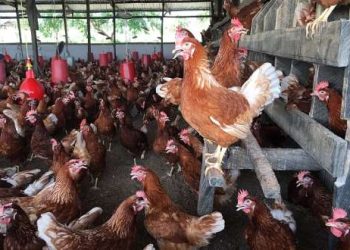 Bird flu outbreak in Togo places Ghana on high alert