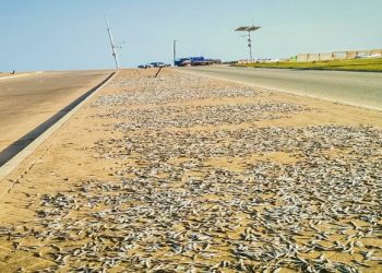 Four arrested for drying fish on pavement