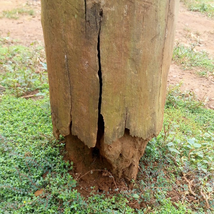 A/R: Danger looms as electricity poles in Tepa Akwasiase rot
